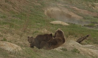 Подробнее о статье УИК-ЭНДЫ МАЯ (№18-22): «ПОБУДЬ В МОЕЙ ШКУРЕ», «ЗЕМЛЯ МЕДВЕДЕЙ 2D», «ОСЕАН»